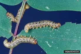 Attēlu rezultāti vaicājumam “Pristiphora maesta larva”