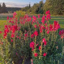 Image result for Antirrhinum majus maximum