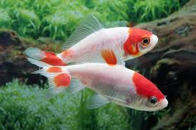 Attēlu rezultāti vaicājumam “Carassius auratus”