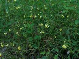 Attēlu rezultāti vaicājumam “Melampyrum pratense bud”