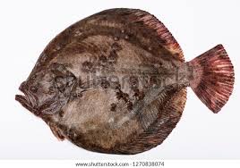 Image result for Scophthalmus maximus