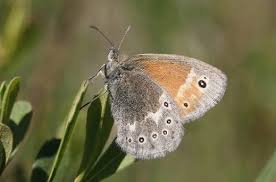Attēlu rezultāti vaicājumam “Coenonympha tullia underside”