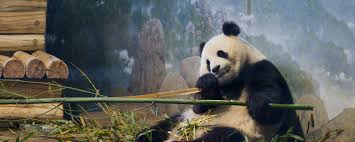 Image result for pandas