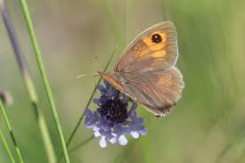 Attēlu rezultāti vaicājumam “Maniola jurtina female”