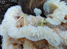 Attēlu rezultāti vaicājumam “Phlebia tremellosa”