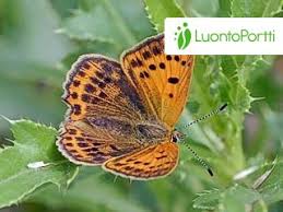 Attēlu rezultāti vaicājumam “Lycaena virgaureae male”