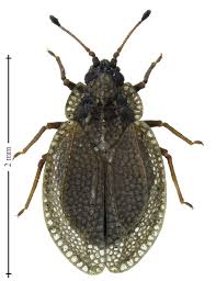 Attēlu rezultāti vaicājumam “Acalypta carinata”