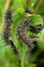 Attēlu rezultāti vaicājumam “Araschnia levana”