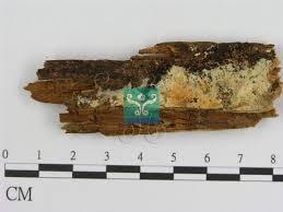 Attēlu rezultāti vaicājumam “Leucogyrophana mollusca”