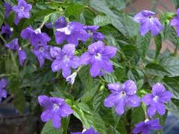 Image result for Browallia speciosa