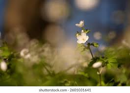 Attēlu rezultāti vaicājumam “Isopyrum thalictroides”