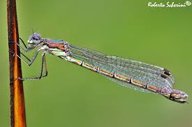 Attēlu rezultāti vaicājumam “Lestes dryas”