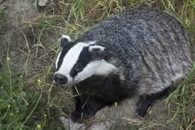 Attēlu rezultāti vaicājumam “Meles meles”