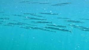 Image result for Belone belone