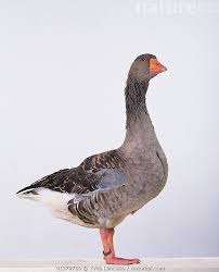 Attēlu rezultāti vaicājumam “Anser anser”