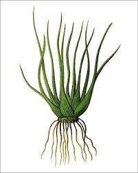 Attēlu rezultāti vaicājumam “Isoetaceae”