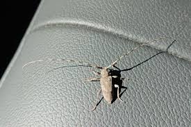 Attēlu rezultāti vaicājumam “Acanthocinus aedilis”