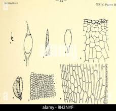 Attēlu rezultāti vaicājumam “Saelania glaucescens”