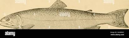 Image result for Salvelinus alpinus oquassa