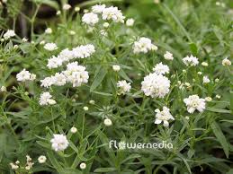 Attēlu rezultāti vaicājumam “Gypsophila paniculata leaf”