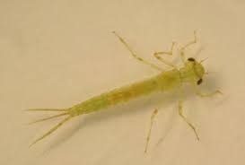 Attēlu rezultāti vaicājumam “Ischnura elegans”