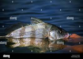 Image result for Pogonias cromis