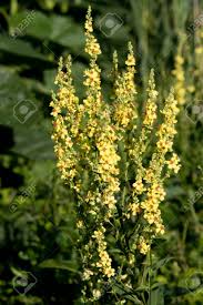 Image result for Verbascum blattaria