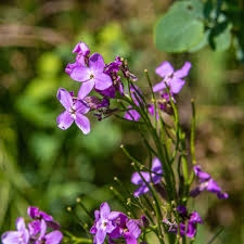 Image result for Hesperis matronalis