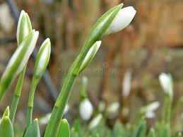 Attēlu rezultāti vaicājumam “Galanthus nivalis bud”