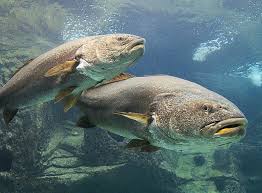 Image result for Argyrosomus coronus