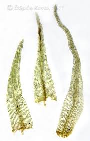 Attēlu rezultāti vaicājumam “Dicranella staphylina”