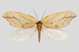 Attēlu rezultāti vaicājumam “Drepanepteryx phalaenoides”