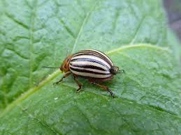 Image result for insect poop