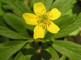 Attēlu rezultāti vaicājumam “Anemone ranunculoides bud”
