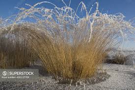 Attēlu rezultāti vaicājumam “Corynephorus canescens”