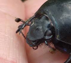 Attēlu rezultāti vaicājumam “Geotrupes”