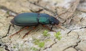 Attēlu rezultāti vaicājumam “Harpalus sp.”