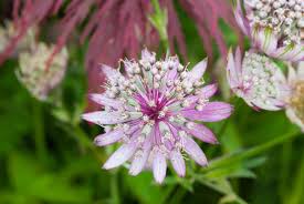 Attēlu rezultāti vaicājumam “Astrantia major flower”