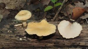 Attēlu rezultāti vaicājumam “Polyporus varius”