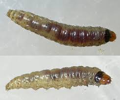 Attēlu rezultāti vaicājumam “Lathronympha strigana”