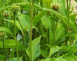 Attēlu rezultāti vaicājumam “xComagaria rosea  flower”