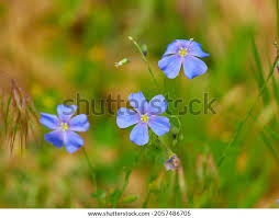 Attēlu rezultāti vaicājumam “Linum usitatissimum flower”