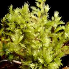 Attēlu rezultāti vaicājumam “Tomentypnum nitens”