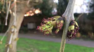 Attēlu rezultāti vaicājumam “Fraxinus excelsior Pendula female flower”
