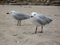 Image result for Larus audouinii