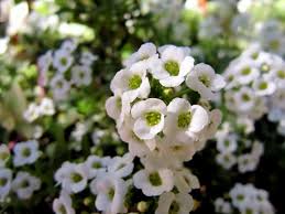 Attēlu rezultāti vaicājumam “Alyssum gmelinii”