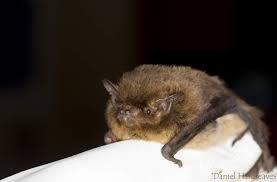 Attēlu rezultāti vaicājumam “Pipistrellus nathusii”