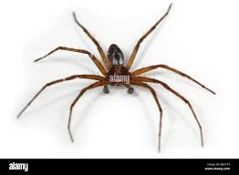 Attēlu rezultāti vaicājumam “Philodromus sp.”