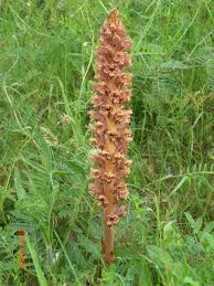 Attēlu rezultāti vaicājumam “Orobanche elatior flower”