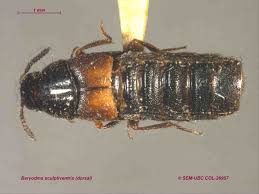 Attēlu rezultāti vaicājumam “Staphylinidae”